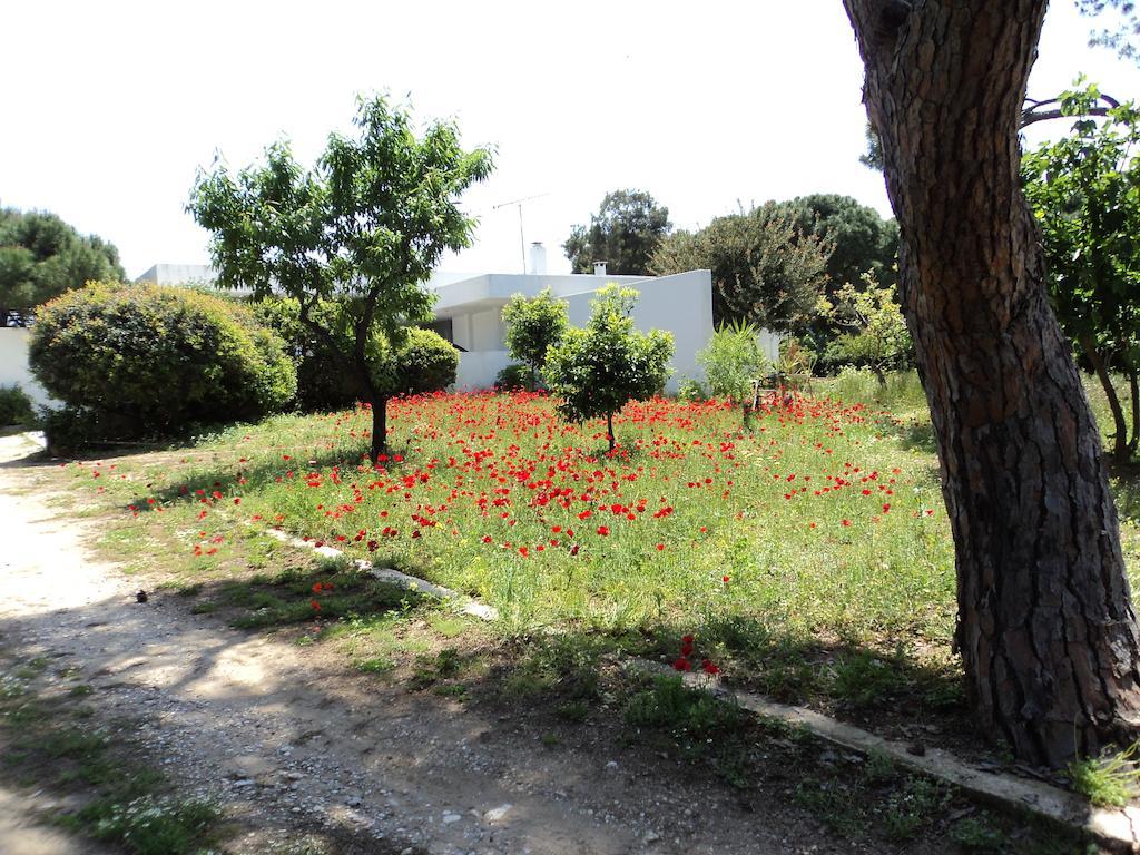 Beachfront Villa Hoopoe Schinias, Marathon Habitación foto
